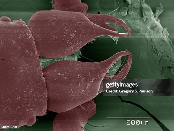 coloured sem of pseudoscorpion mouthparts - pseudoscorpion stock pictures, royalty-free photos & images