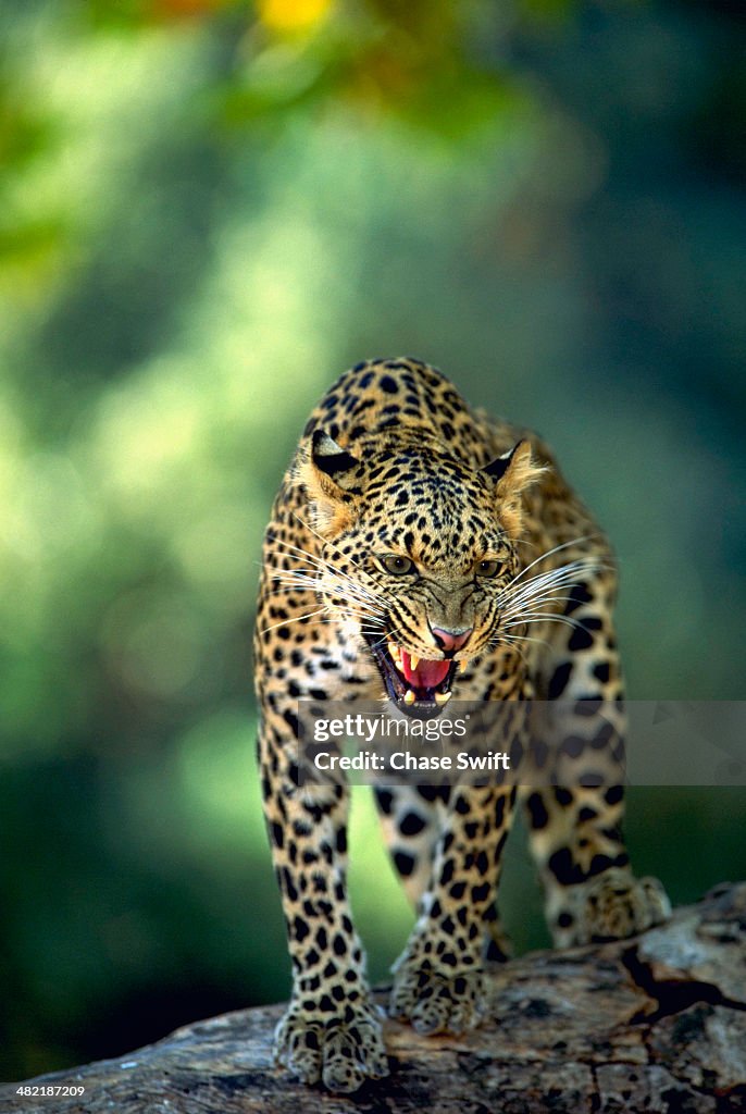 Leopards