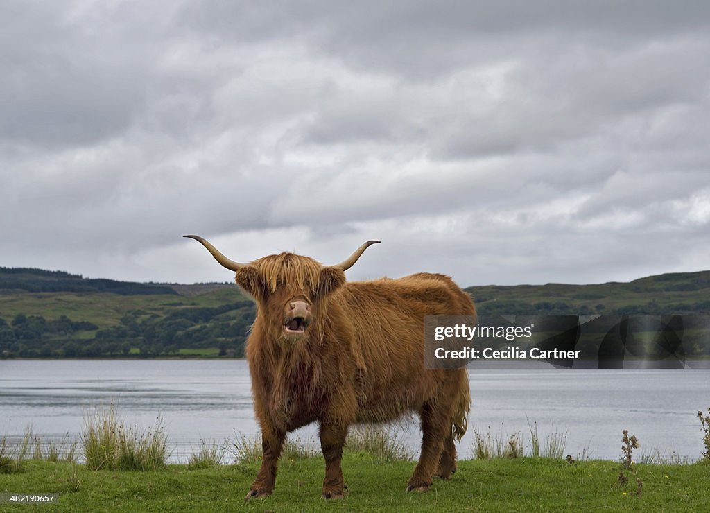 Highland Cow, Scotland