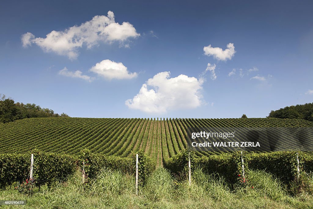 Vineyards in Langhe, Piedmont, Italy