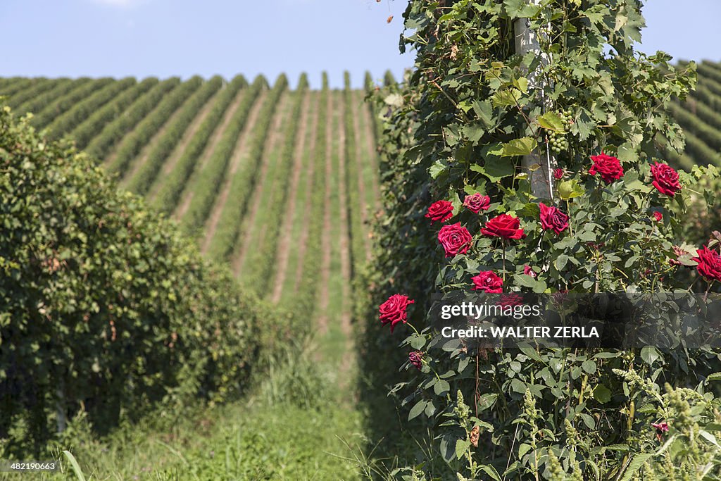 Vineyards in Langhe, Piedmont, Italy