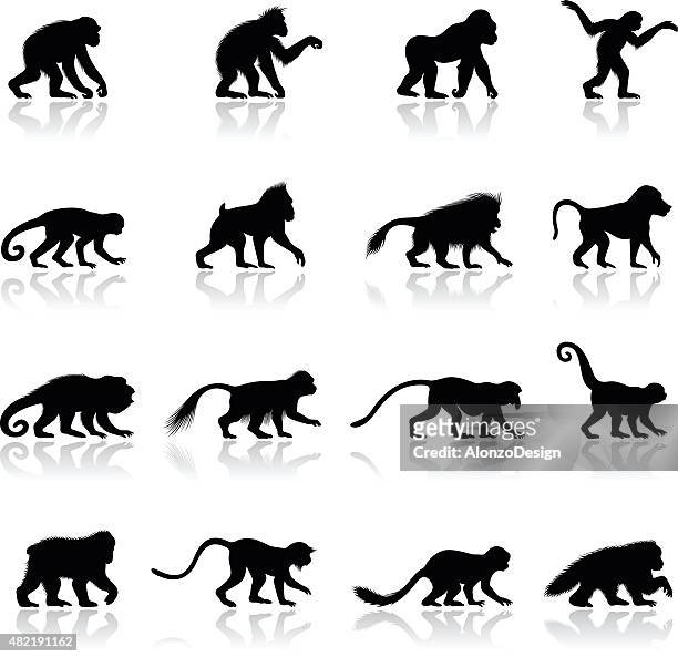 ape and monkey silhouettes - 靈長類動物 幅插畫檔、美工圖案、卡通及圖標