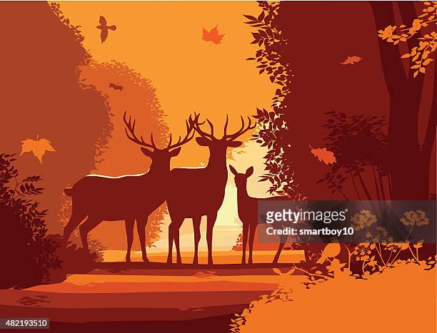 wild deer in autumn/fall countryside - doe stock illustrations