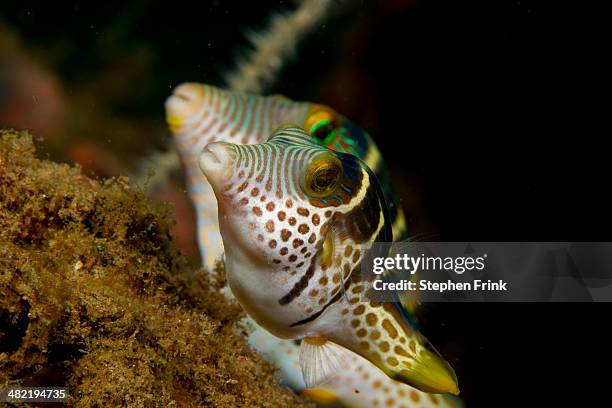 Bug Cheeks Fish 70 Fish Cheeks Stock Photos, High-Res Pictures, and Images - Getty Images