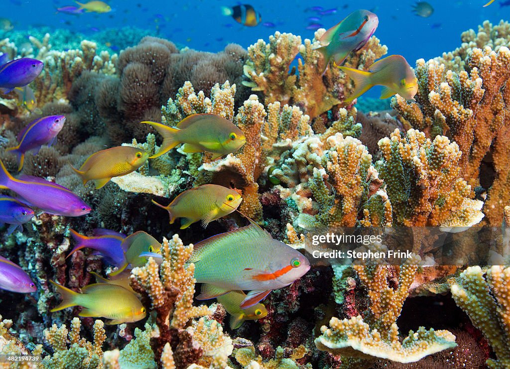Colorful reef scene.