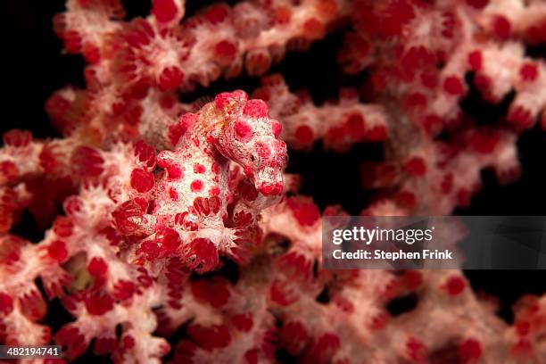 pygmy sea horse on soft coral. - camouflage photography stock-fotos und bilder