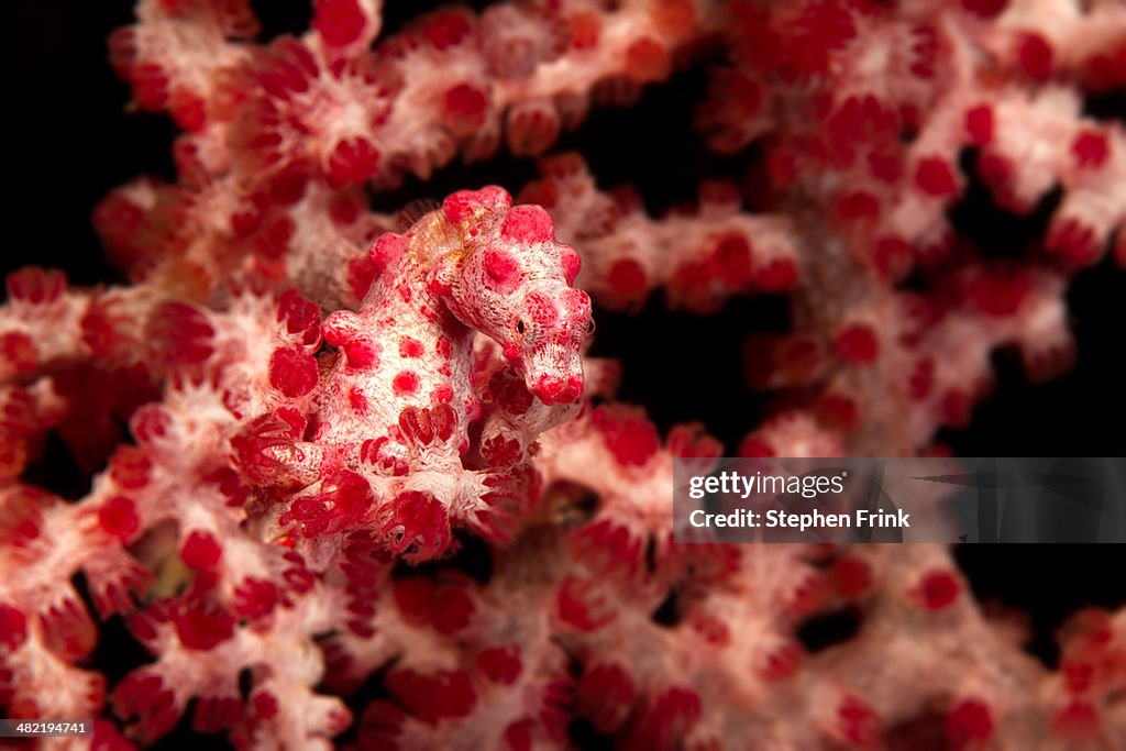 Pygmy sea horse on soft coral.