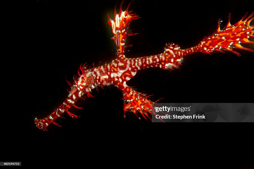 Ornate ghost pipefish midwater.