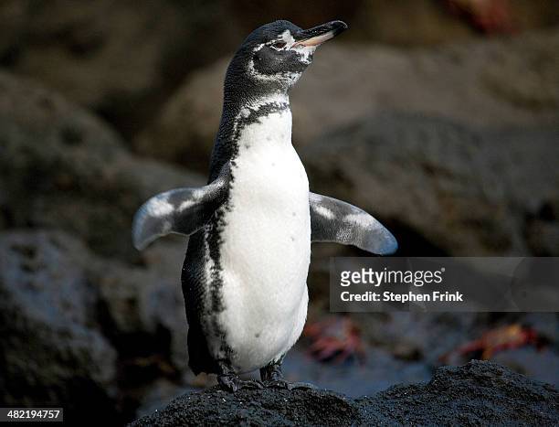 precio arma probabilidad 190 fotos e imágenes de Pingüino De Las Islas Galápagos - Getty Images