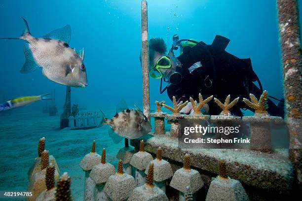 crf transplants corals. - grey triggerfish ストックフォトと画像