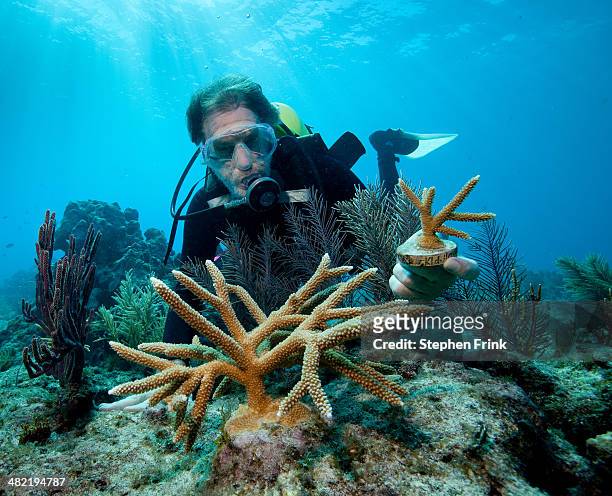 transplanting corals. - branching coral stockfoto's en -beelden