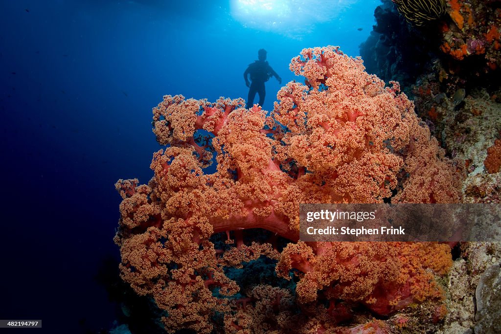 Scuba diver and soft coral.