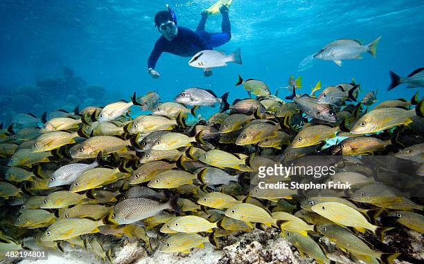 snorkeler and schooling fish. - ambergris caye bildbanksfoton och bilder