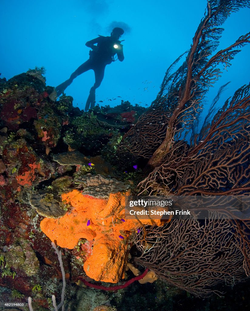 Diver goes over the wall.