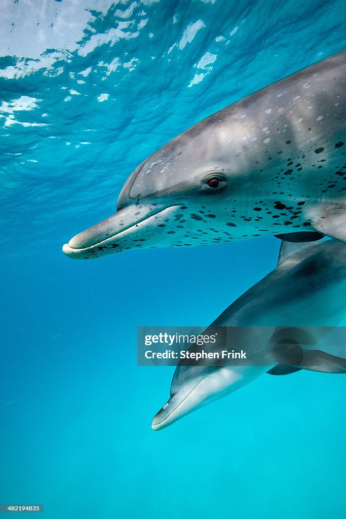 Sociable Spotted dolphin.