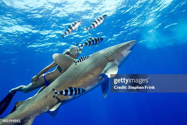 snorkeler and oceanic whitetip. - countershading stock-fotos und bilder