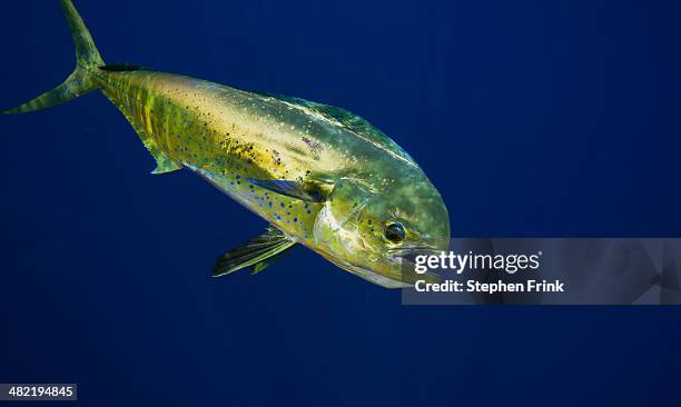 bull dolphin or mahi-mahi. - dolphin fish fotografías e imágenes de stock