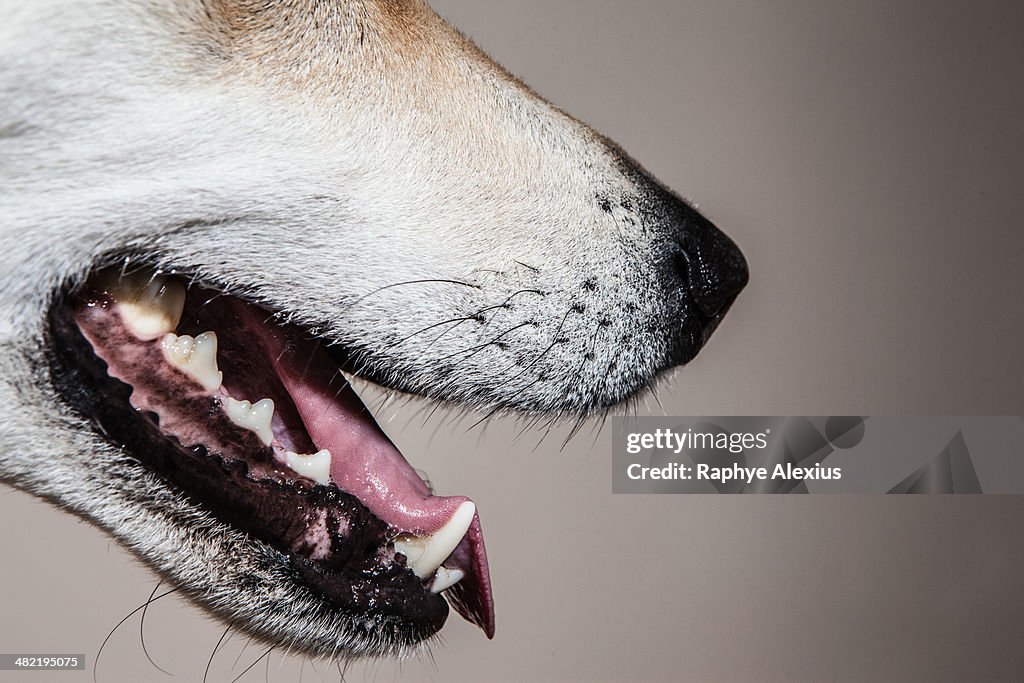 Cropped close up of cross bred alsatian dog