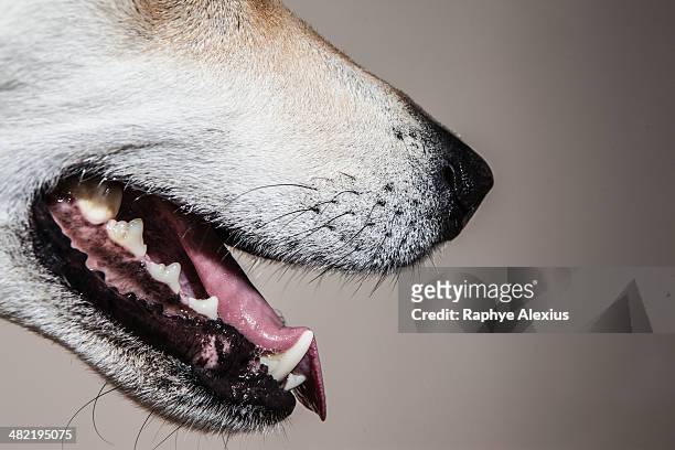 cropped close up of cross bred alsatian dog - animal teeth stock pictures, royalty-free photos & images