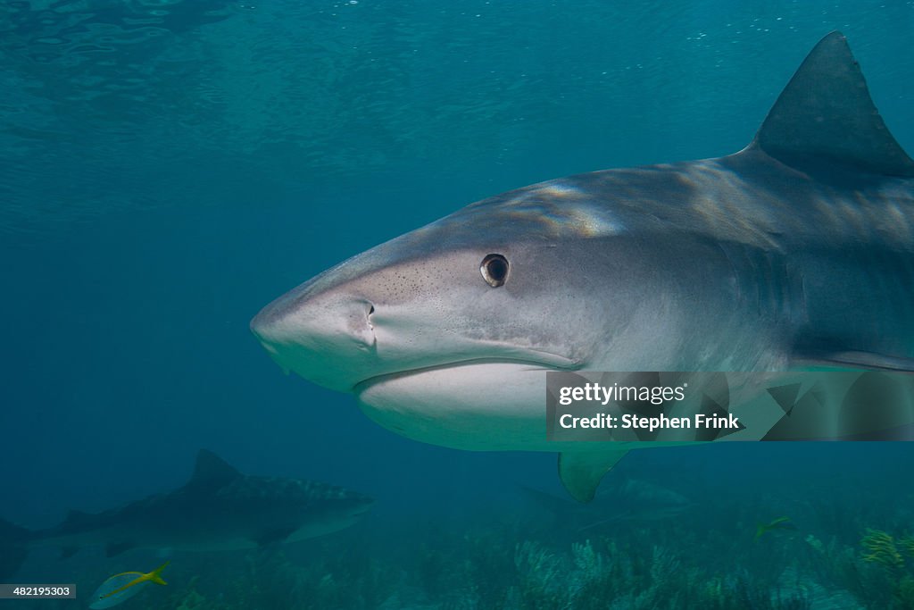 Tiger shark close-up.