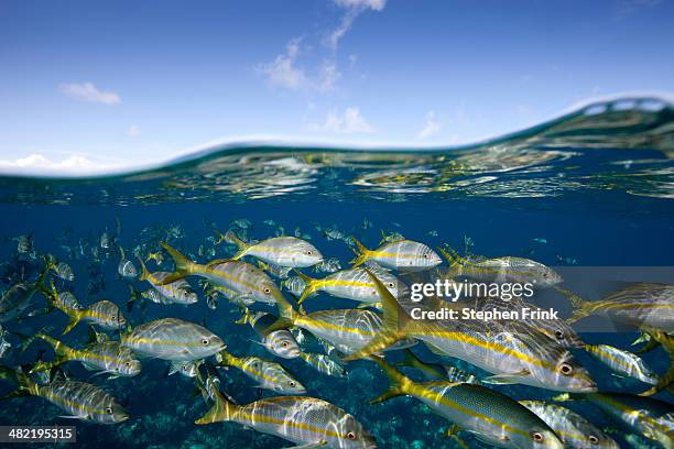 parade of yellowtail snapper. - schnapper stock-fotos und bilder