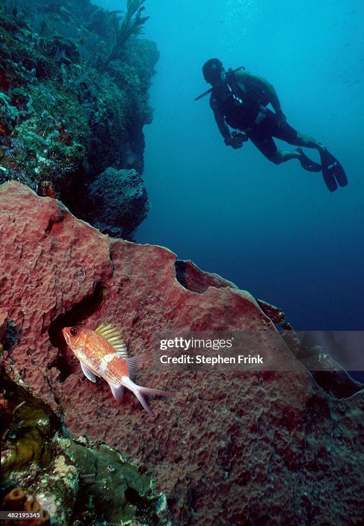 Diver and vase sponge.