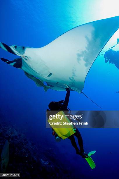 diver with manta ray. - countershading stock-fotos und bilder