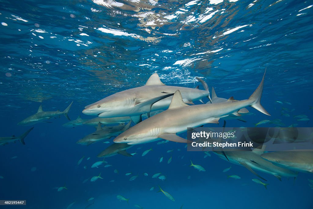 Reef sharks at the surface.