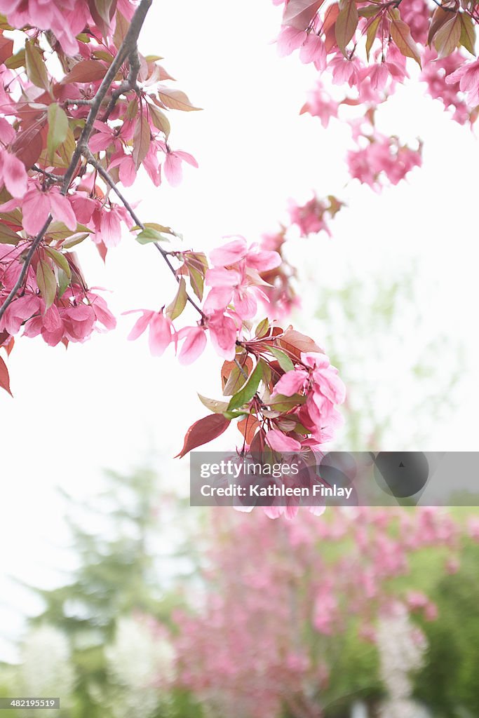 Close up of a pink cherry blossom branch