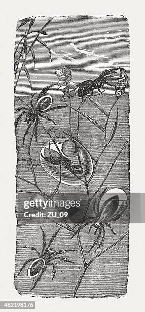 diving bell spider (argyroneta aquatica), published in 1868 - diving bell spider stock illustrations