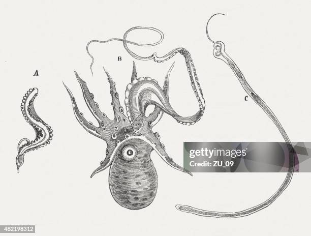 stockillustraties, clipart, cartoons en iconen met cephalopoda, published in 1868 - cephalopod