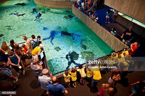 National Aquarium interior with divers feeding the fish.