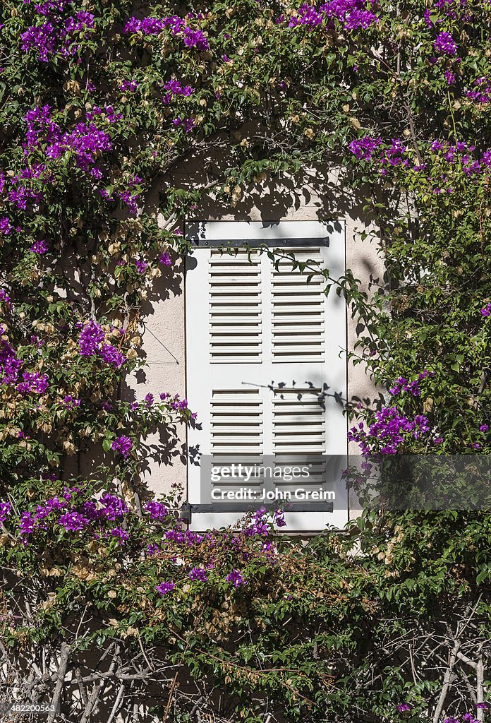 Bougainvillea vine frames shuttered window...