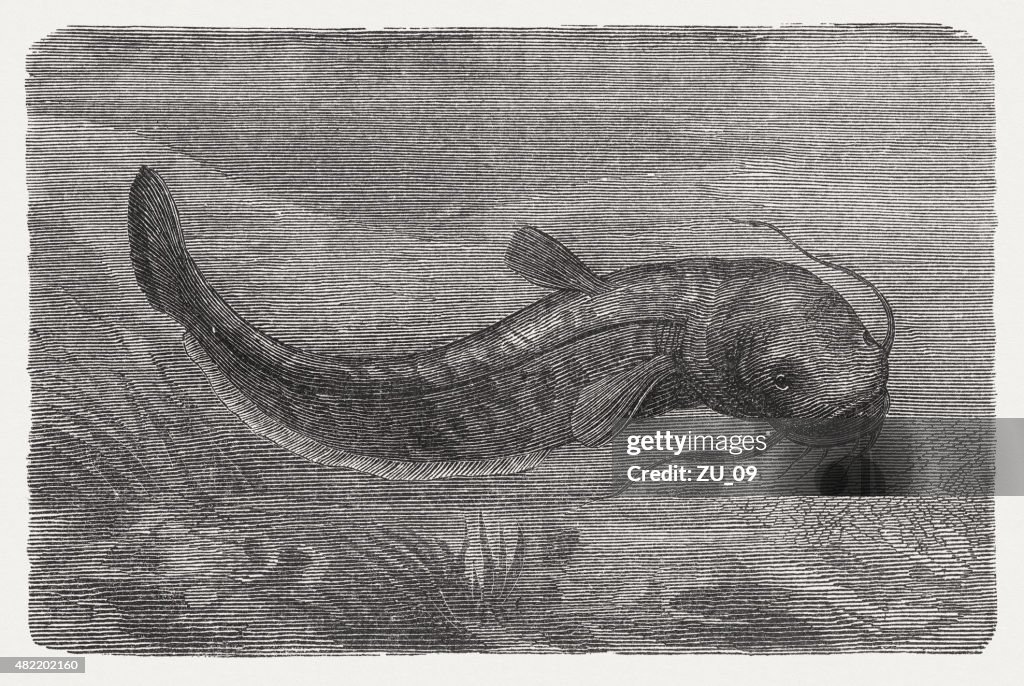 Wels catfish (Silurus glanis), published in 1868
