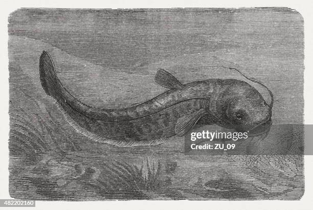 wels catfish (silurus glanis), published in 1868 - silurus glanis stock illustrations