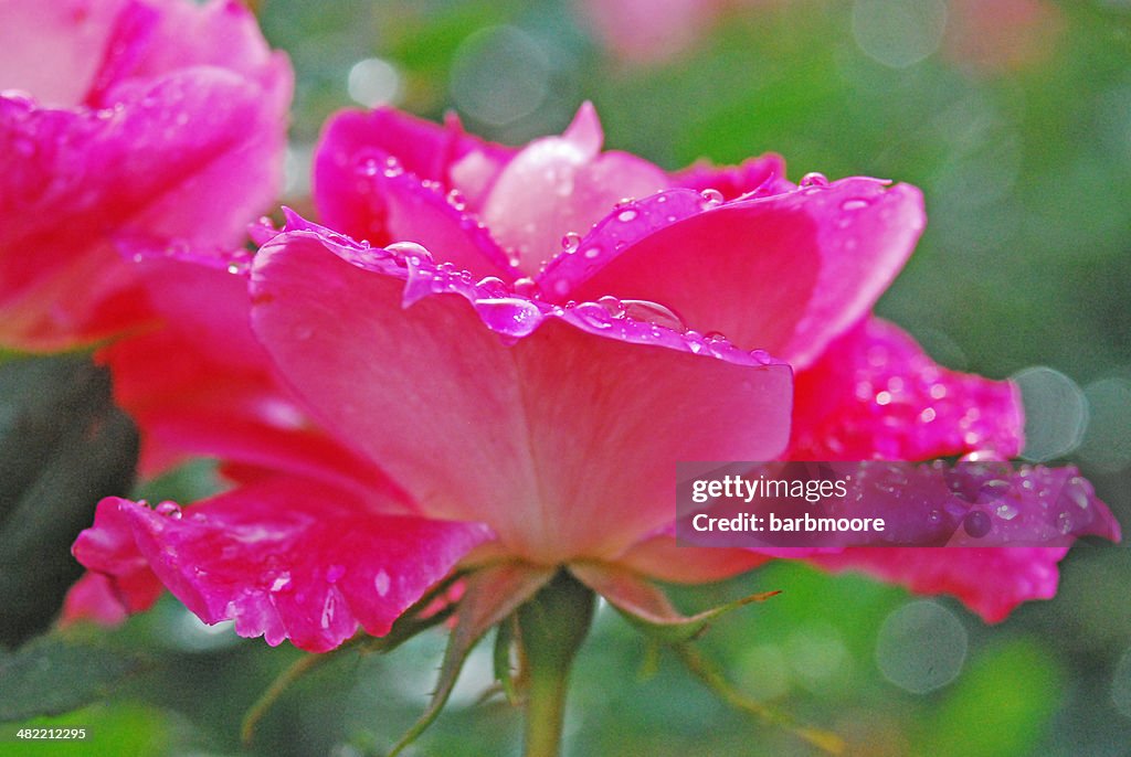 Raindrops on pink rose