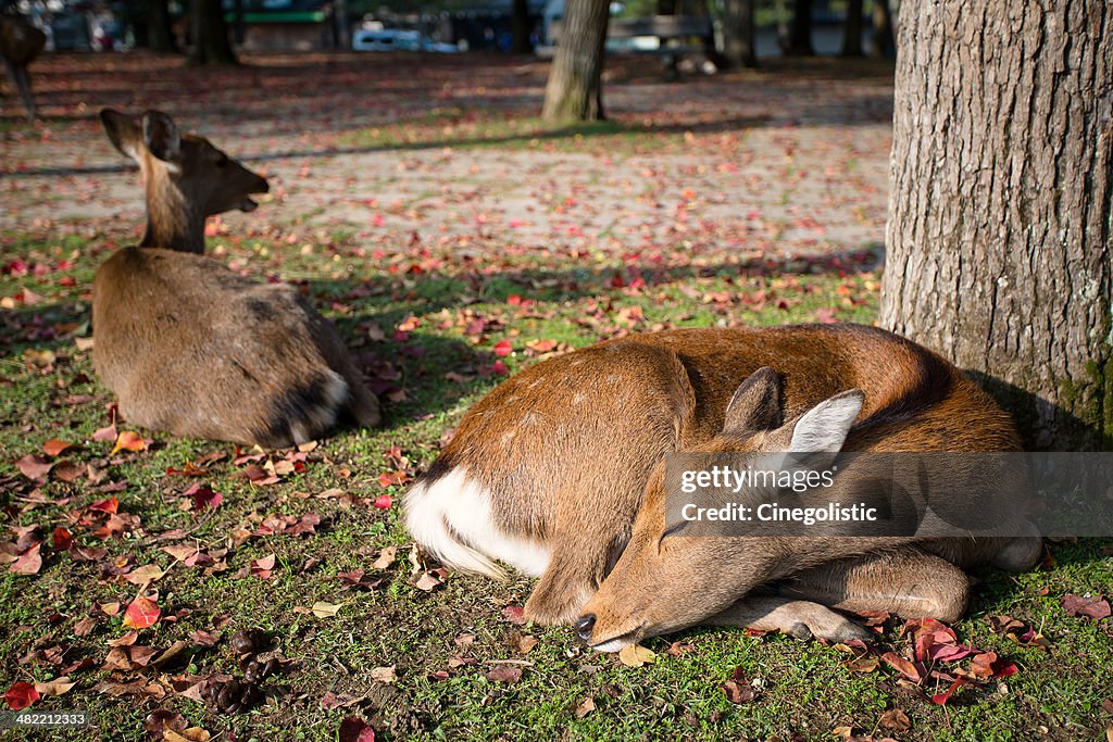 Japan, Kinki Region, Soraku District, Nara, Okuyama driveway, Bambi deers lying under tree