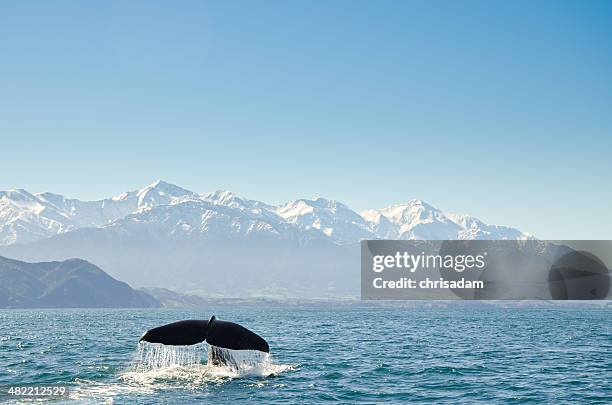 nueva zelanda, canterbury, de kaikoura, vista de ballenas aleta de cola - kaikoura nz fotografías e imágenes de stock
