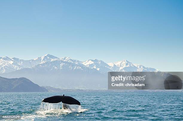 new zealand, canterbury, kaikoura, view of whales tail fin - kaikoura stock pictures, royalty-free photos & images