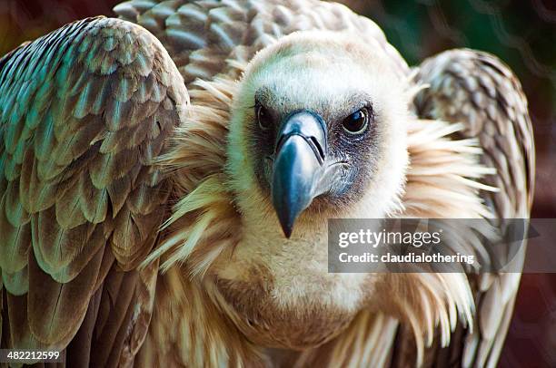 portrait of a cape vulture bird, western cape, south africa - cape vulture stock pictures, royalty-free photos & images