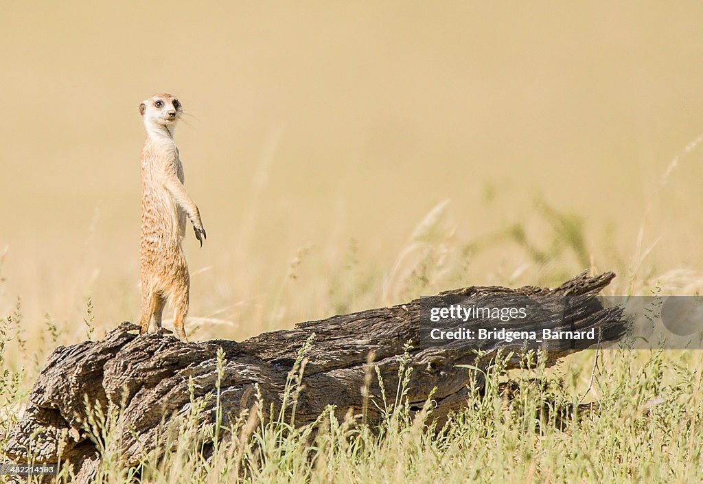 Meerkat standing on a log, Botswana