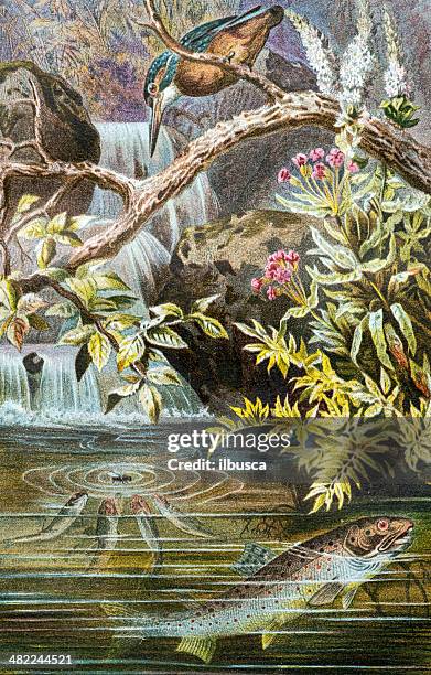 antique color illustration of brown trout (salmo trutta) - brown trout 幅插畫檔、美工圖案、卡通及圖標