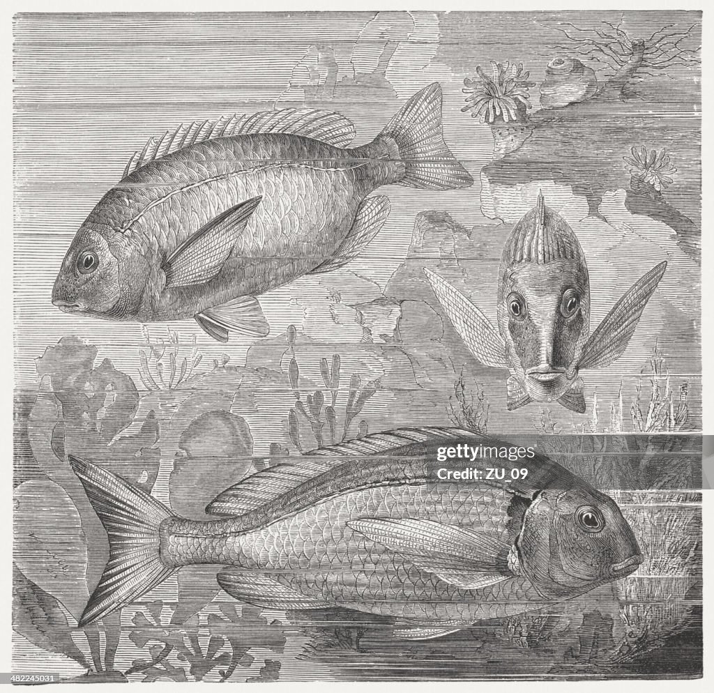 Diplodus and Gilthead bream, wood engraving, published in 1884