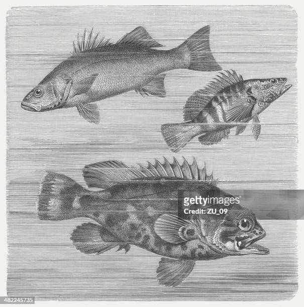 ilustraciones, imágenes clip art, dibujos animados e iconos de stock de ray-fishes con aletas - mero