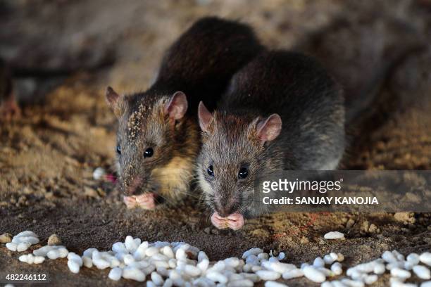 Rats eat grains of puffed rice in Allahabad on July 28, 2015. AFP PHOTO/ SANJAY KANOJIA