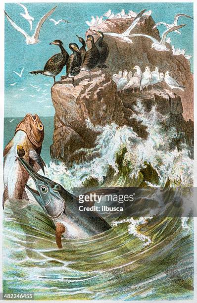 ilustrações, clipart, desenhos animados e ícones de cor antigo ilustração de peixe-espada (xiphias gladius) - espadarte
