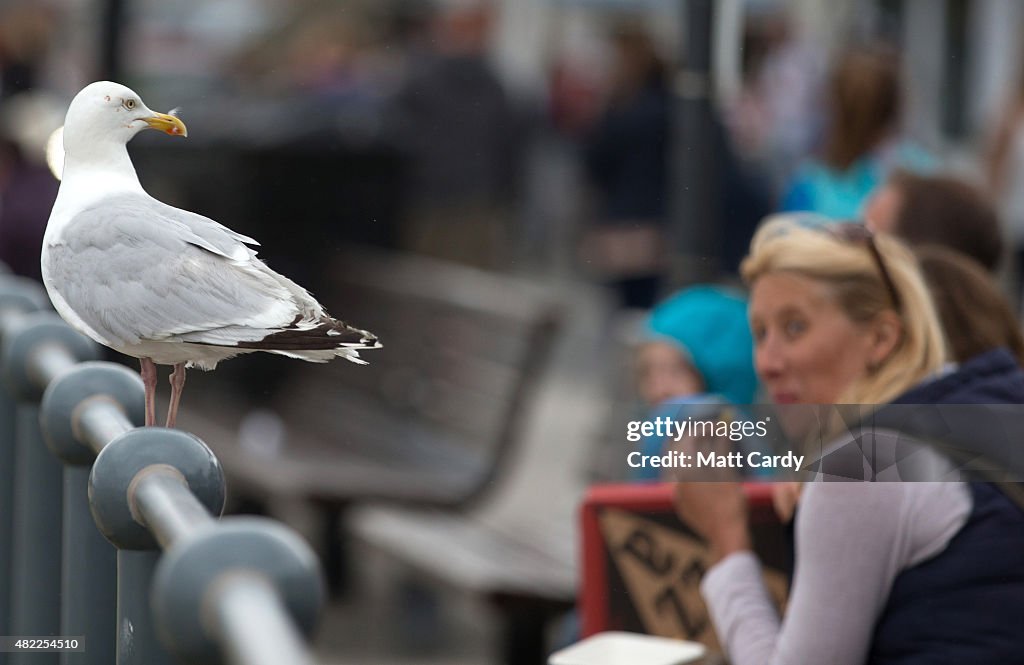 Seagull Attacks Being Reported From Coastal Towns This Summer