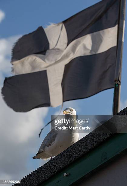 Seagull watches a building flying the Cornish flag at St Ives on July 29, 2015 in Cornwall, England. Recent attacks by herring gulls on people and...