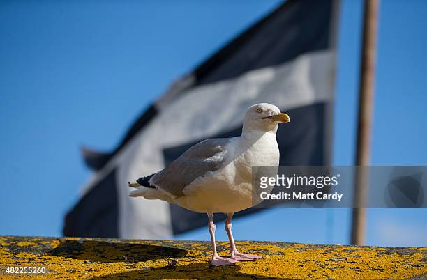 Seagull watches a building flying the Cornish flag at St Ives on July 29, 2015 in Cornwall, England. Recent attacks by herring gulls on people and...