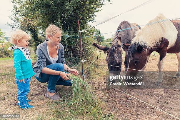 mother and son feeding a horse with grass - ass boy stock pictures, royalty-free photos & images